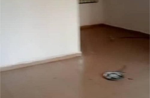 Three bedroom flat for rent